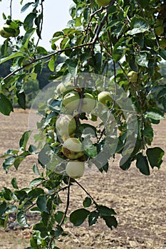 branch full of apples