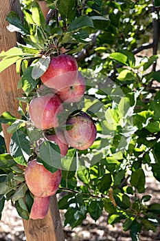Branch full of fresh natural organic ripe Red Heirloom Delicious organic apples on branches in an apple tree, healthy