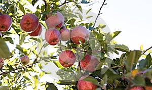 Branch full of fresh natural organic ripe Red Heirloom Delicious organic apples on branches in an apple tree, healthy