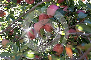 Branch full of fresh natural organic ripe Red Heirloom Delicious organic apples on branches in an apple tree, healthy