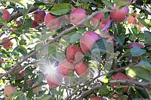 Branch full of fresh natural organic ripe Red Heirloom Delicious organic apples on branches in an apple tree, healthy