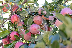 Branch full of fresh natural organic ripe Red Heirloom Delicious organic apples on branches in an apple tree, healthy