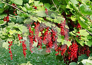 Branch full of fresh red currant