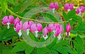 branch full of red Bleeding Hearts in Spring photo