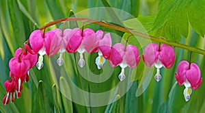 branch full of red Bleeding Hearts in Spring photo