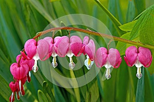 branch full of red Bleeding Hearts in Spring photo