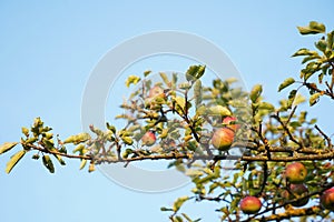 Branch full of ripe apples high above the viewer`s head. The old apple tree bears an incredible amount of fruit