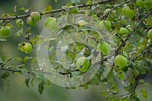 A branch full of ripe green apples