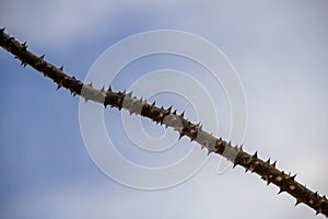 A branch full of thorns with the blue sky with some clouds.