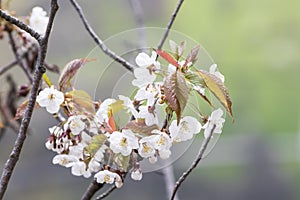 Branch full of white cherry flowers during spring