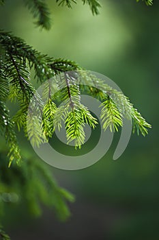 Branch of a fur-tree