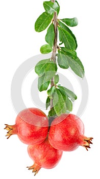 Branch of a garnet tree with fruits and leaves