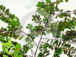 Branch of gauver plant