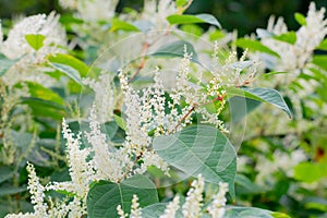 Branch of giant knotweed or Sakhalin knotweed Reynoutria sachalinensis with tiny white flowers.