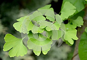 Branch of the Ginkgo two-bladed (Ginkgo biloba L.) with green leaves photo