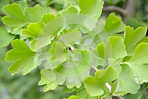 Branch of the Ginkgo two-bladed (Ginkgo biloba L.) with green leaves