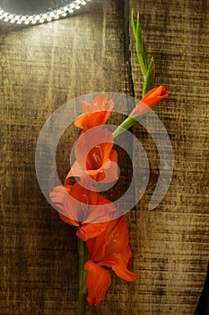 Branch of Gladiolus Flower by Chain of Bright Lamps