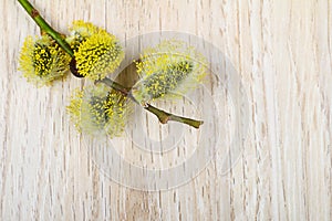 Branch of goat-willow