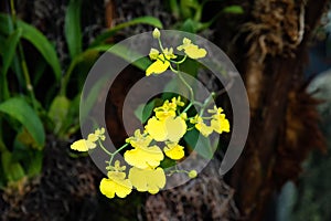 Branch of golden button orchids shines on background of dark green leaves