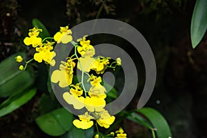 Branch of golden button orchids shines on background of dark green leaves