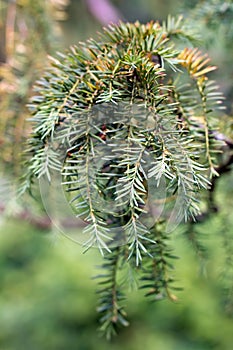 Branch of a Golden Irish Yew (lat. Taxus baccata \