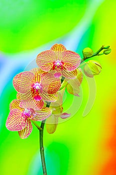 Branch of golden phalaenopsis orchids on abstract background