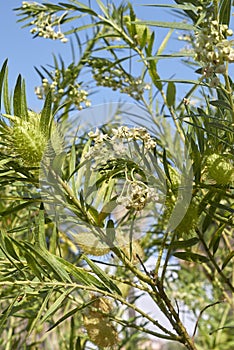 Gomphocarpus fruticosus branches photo