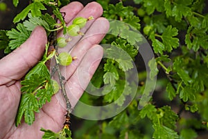 A branch of gooseberries Ribes uva-crispa with green immature