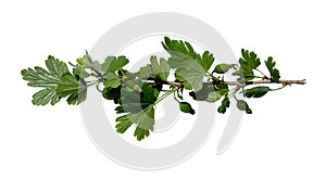 Branch of gooseberry bush on isolated white background. Sprout of spring berry bush with leaves isolated