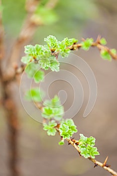 branch of gooseberry bush in spring