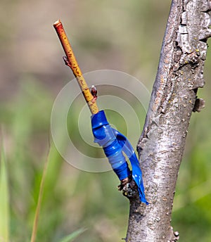 A branch is grafted on a fruit tree