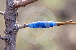 A branch is grafted on a fruit tree