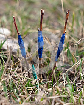 A branch is grafted on a fruit tree