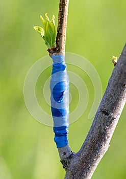 A branch is grafted on a fruit tree