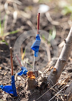 A branch is grafted on a fruit tree