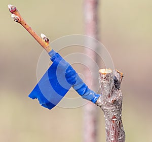 A branch is grafted on a fruit tree