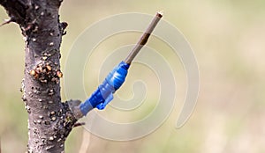 A branch is grafted on a fruit tree