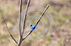 A branch is grafted on a fruit tree