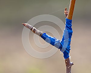 A branch is grafted on a fruit tree