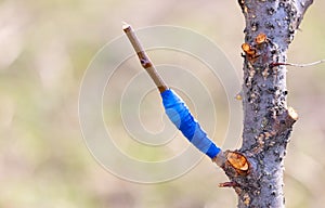 A branch is grafted on a fruit tree