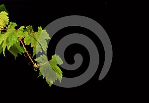 A branch of grape leaves isolated in the black background