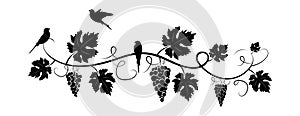 Branch with grape silhouette illustration isolated on white background, vector. Grape silhouette with leaves.