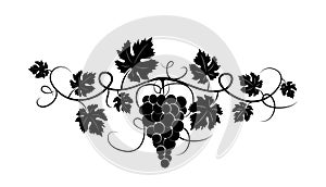 Branch with grape silhouette illustration isolated on white background, vector. Grape silhouette with leaves