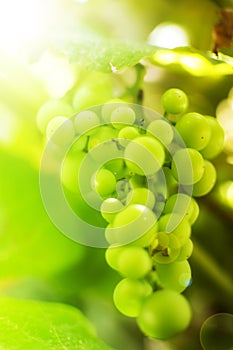 Branch of grape vine