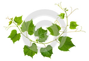 Branch of grape vine tendrils on white background