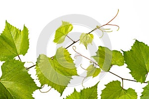 Branch of grape vine on white background