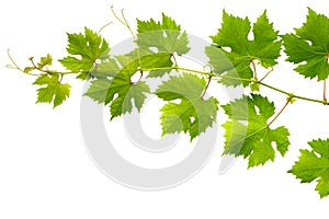 Branch of grape vine on white background