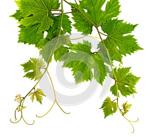 Branch of grape vine on white background