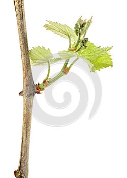 Branch of grape vine with young leaves isolated on white background