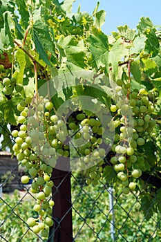 Branch of grapes on the fence